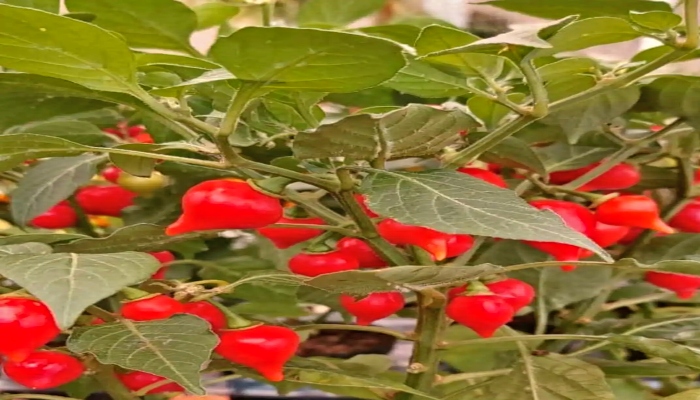 como plantar pimenta biquinho