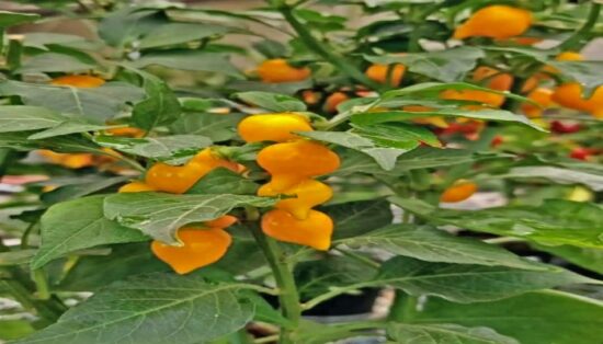 como plantar pimenta biquinho 