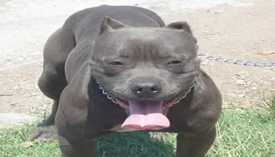 Maior cachorro do mundo qual é