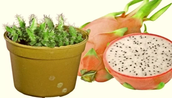 como cultivar pitaya em casa
