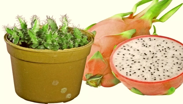 como cultivar pitaya em casa
