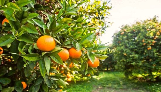 Plantio da laranja ainda vale a pena
