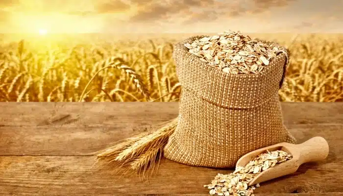 plantar e beneficiar aveia