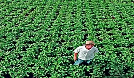 plantio cruzado de soja