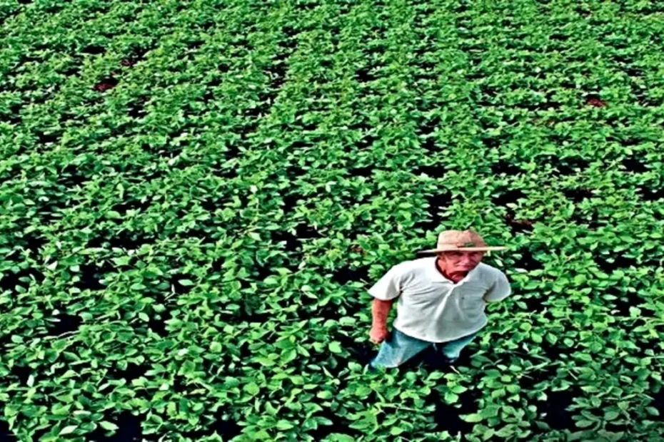 plantio cruzado de soja