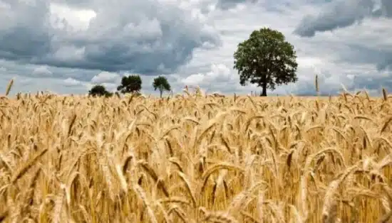 Produção e exportação de Cereais