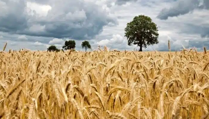 Produção e exportação de Cereais