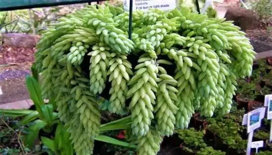 Sedum morganianum1