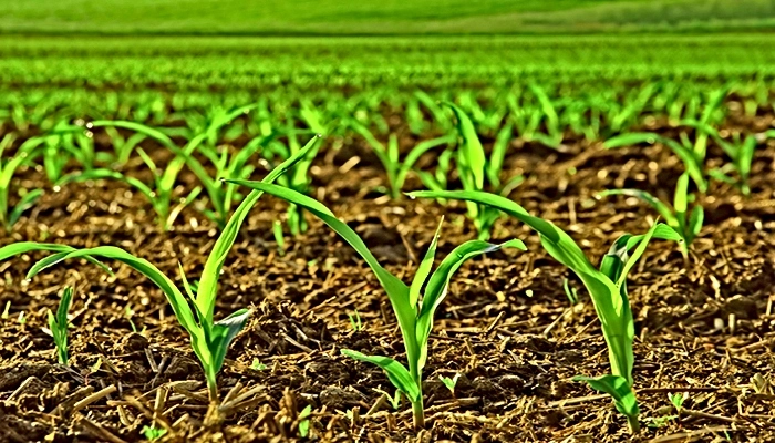 como recuperar o solo