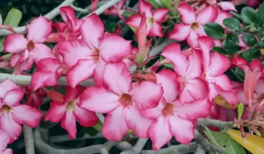 Flores exóticas rosa-do-deserto