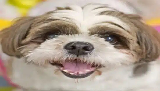 shih-tzu