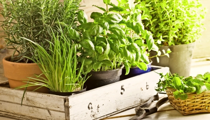 Temperos fáceis de plantar em casa