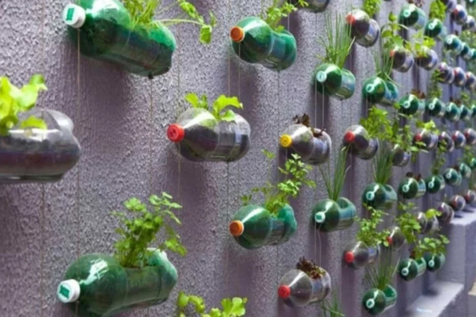 tomates cereja em garrafas pets