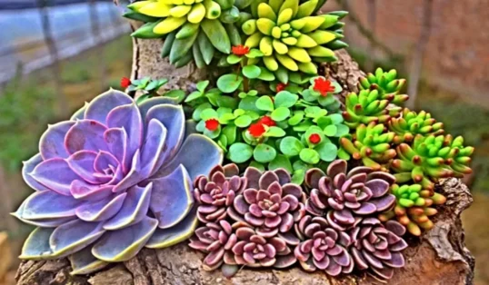 um jardim de suculentas em casa