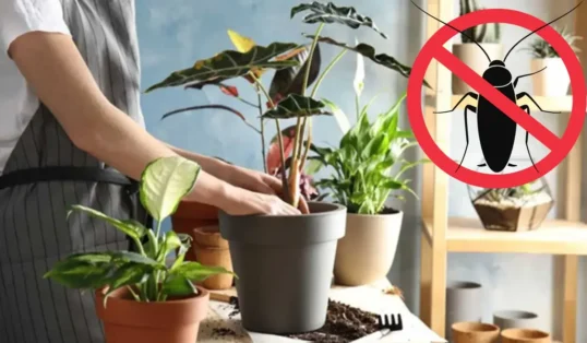 10 Plantas Que Afastam Barata
