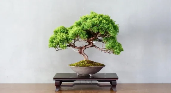 Bonsai 7