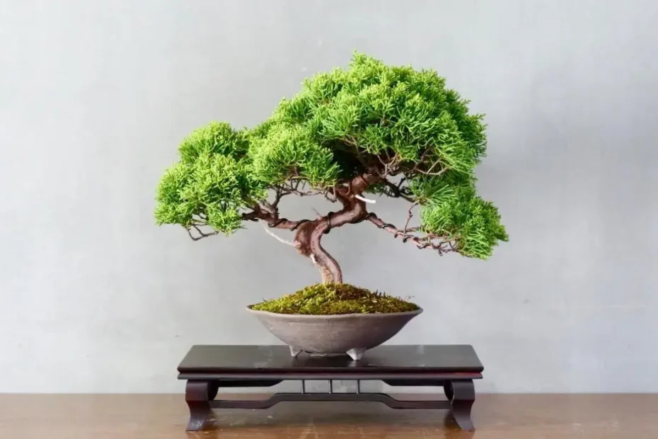 Bonsai saiba mais sobre essa planta