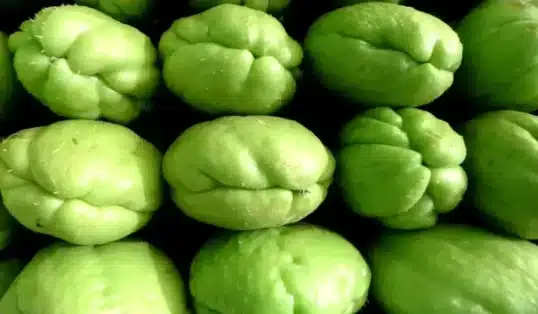 Como Plantar Chuchu em casa