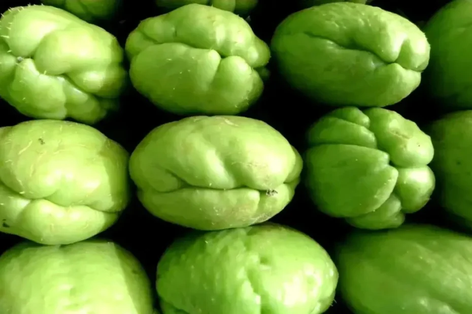 Como Plantar Chuchu em casa