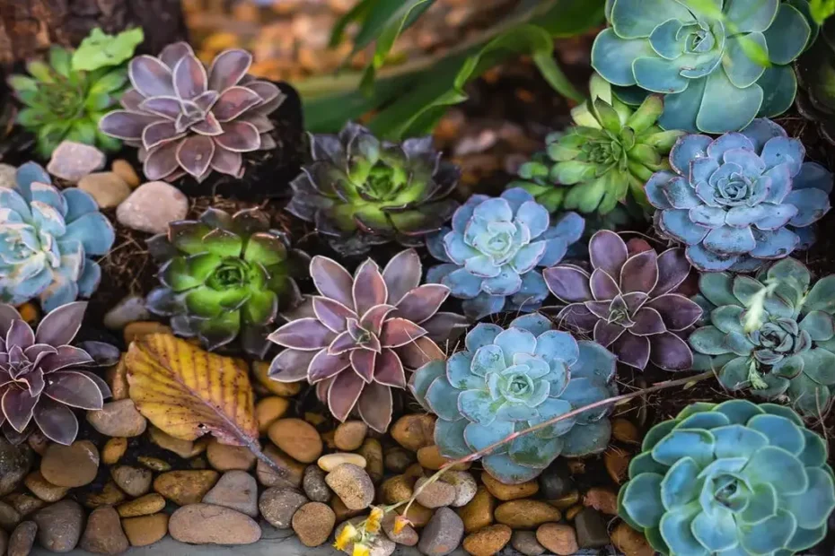 Como Plantar Suculentas