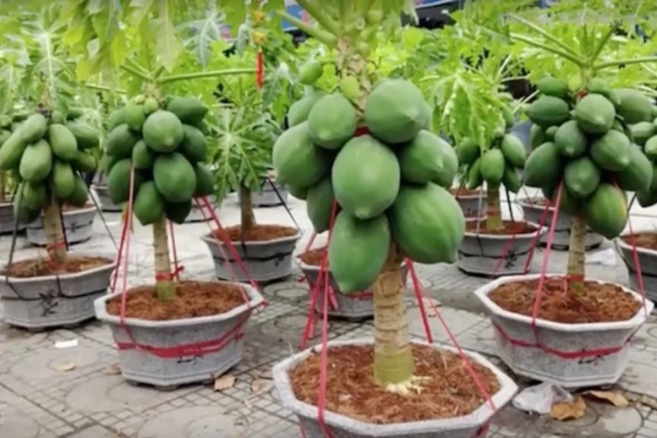 Como plantar Mamão em Casa