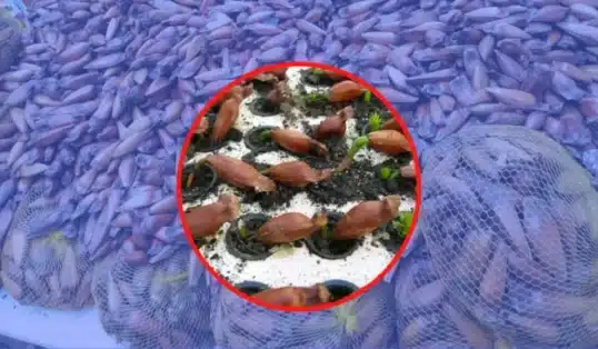 Como plantar Pinhão