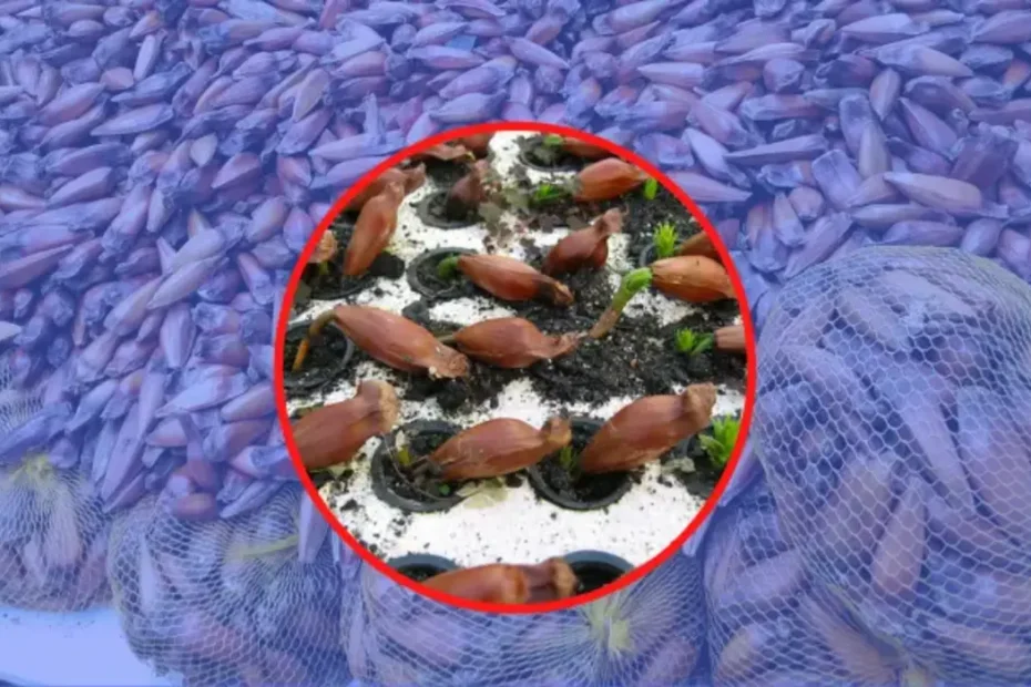 Como plantar Pinhão