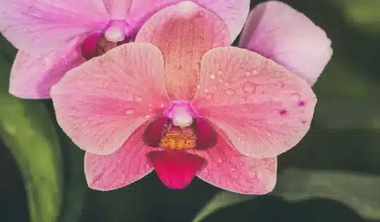 Como plantar a Orquídea na Árvore