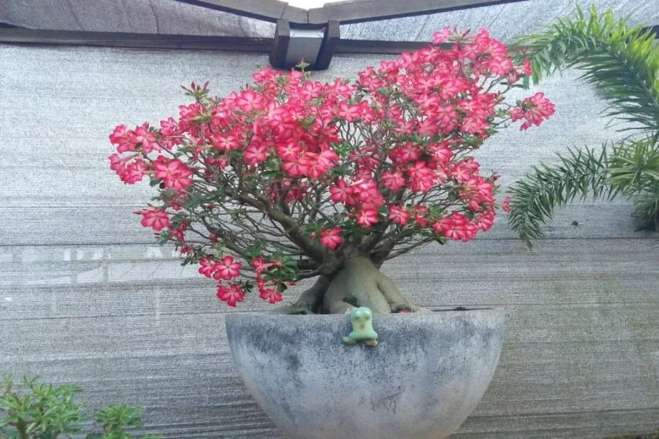 Como plantar rosa do deserto em casa