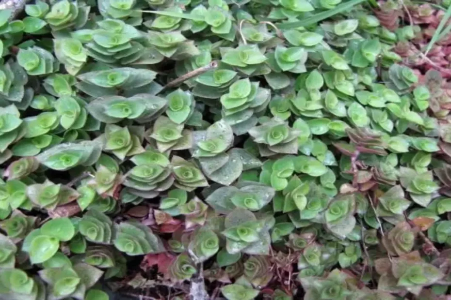 Planta Dinheiro em Penca como cultivar em casa