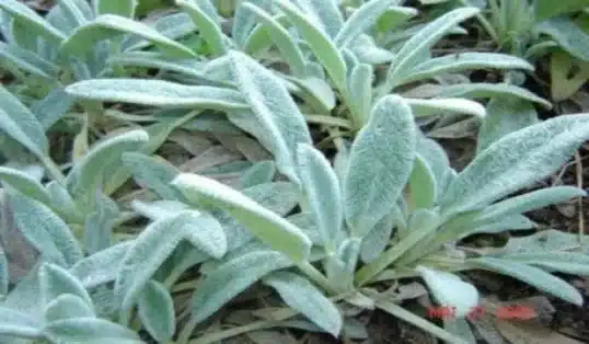 Planta peixinho como cultivar em casa