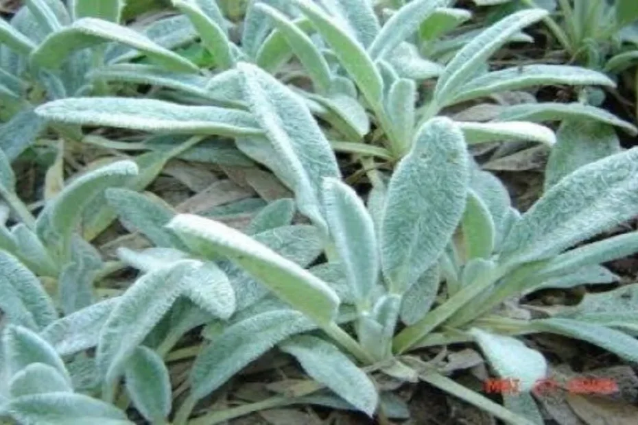 Planta peixinho como cultivar em casa