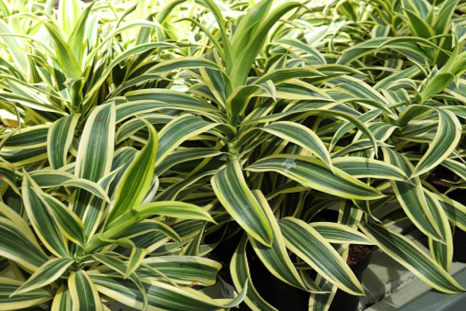 Como cuidar da planta Pleomele dentro de casa