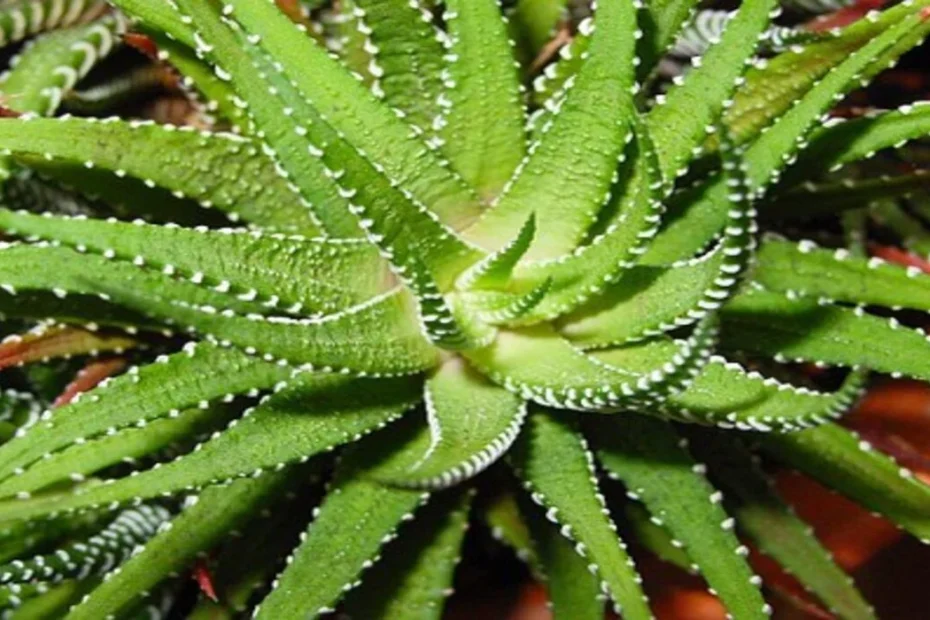 A babosa e seu cultivo em casa