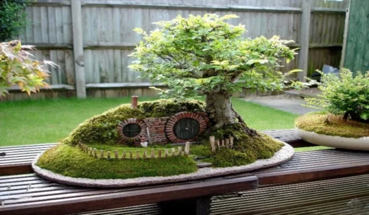 bonsai 1
