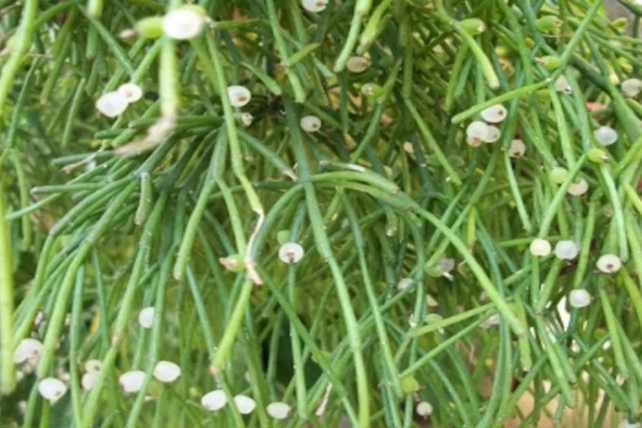 Rhipsalis baccifera