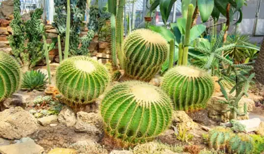 cactos mais raros do mundo