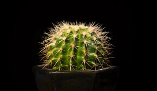 cactos mais raros do mundo