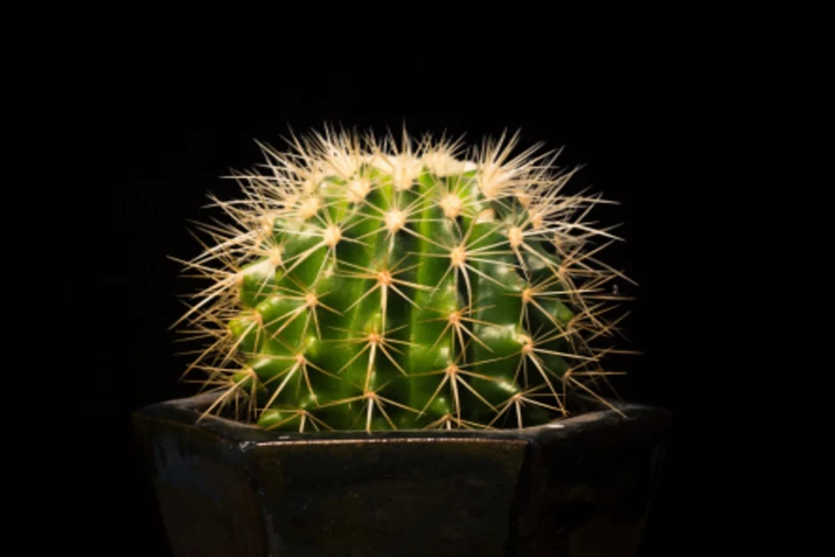 cactos mais raros do mundo