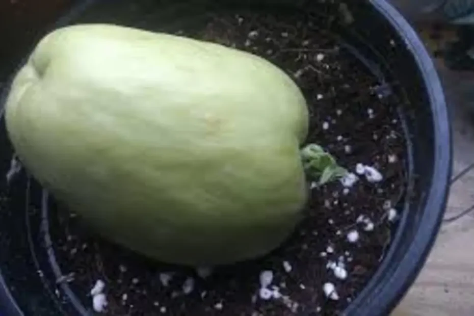 Como plantar chuchu no vaso