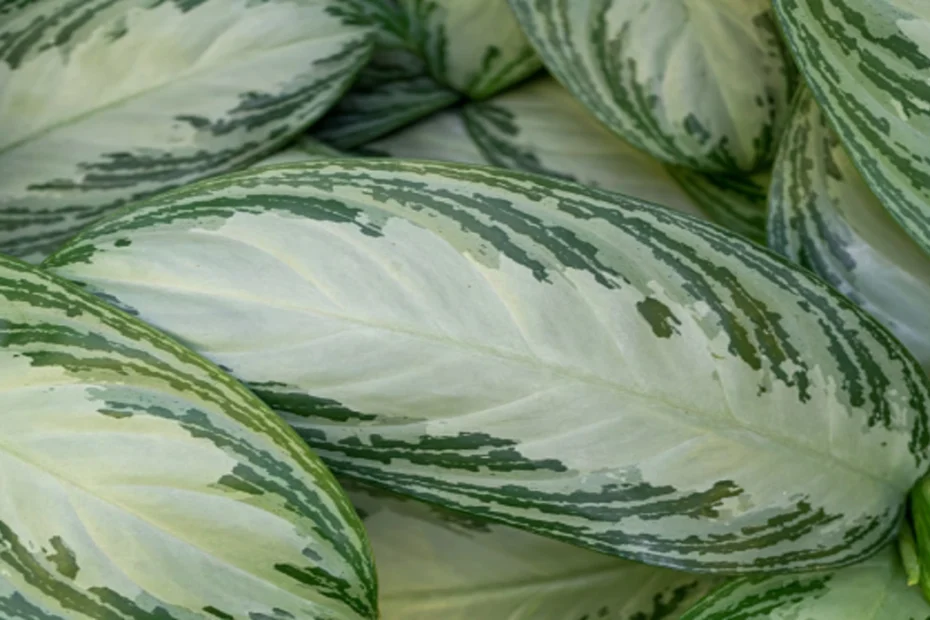 como plantar comigo ninguém pode