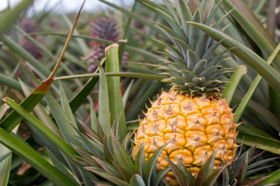 como plantar abacaxi