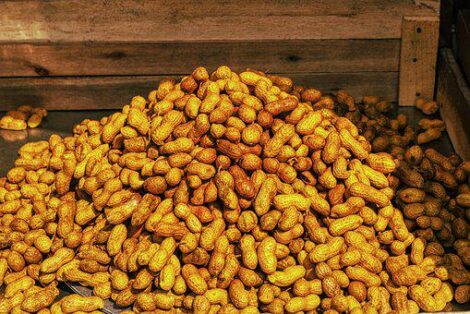 como plantar amendoim