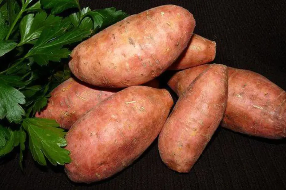 como plantar batata doce