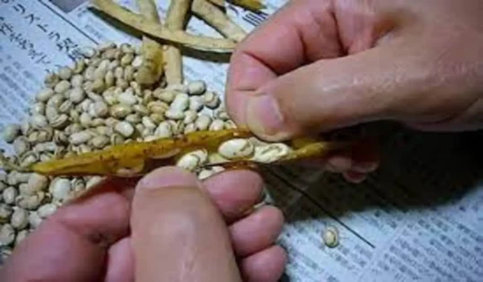 como plantar feijao 1