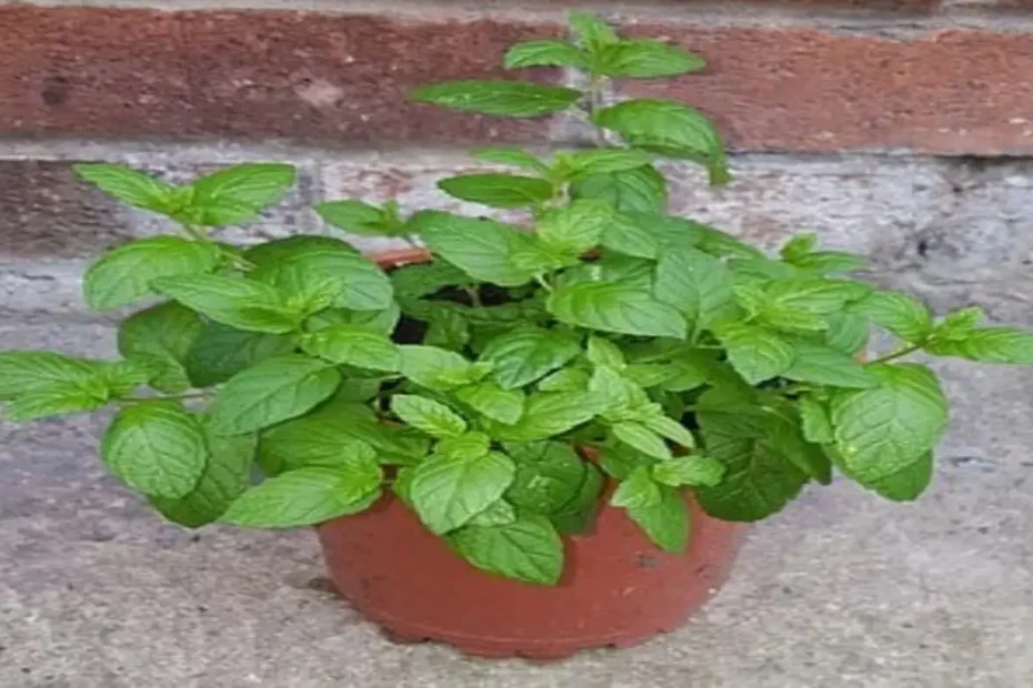 como plantar hortelã