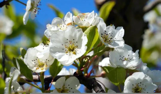 como plantar maçã 1