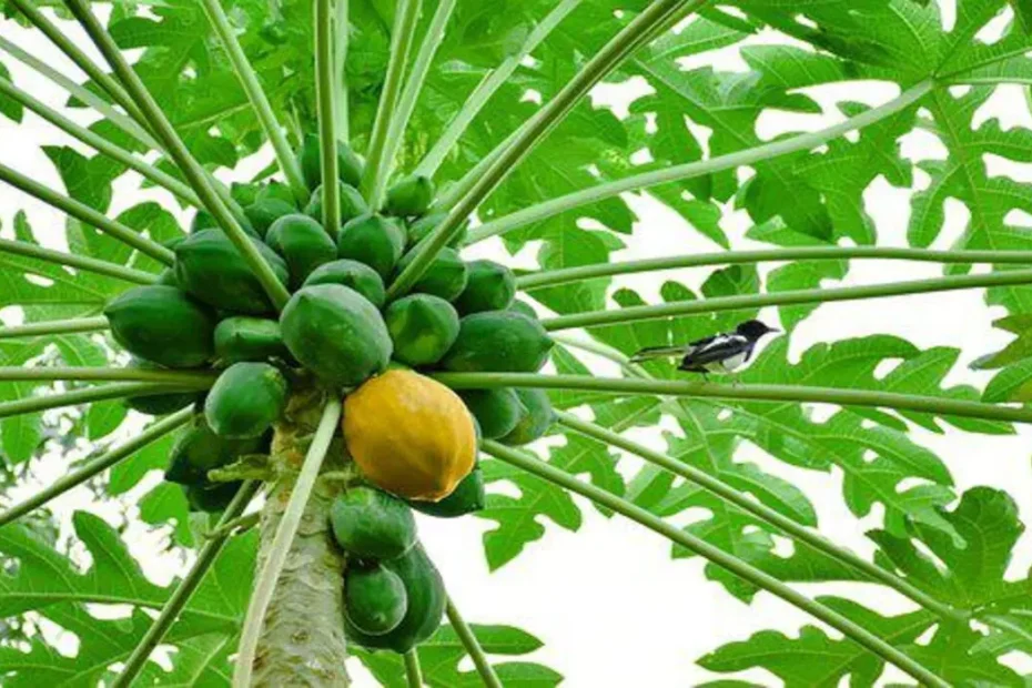 como plantar mamão 1