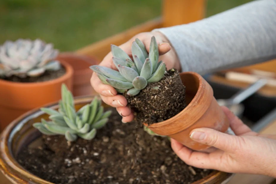 como plantar suculentas