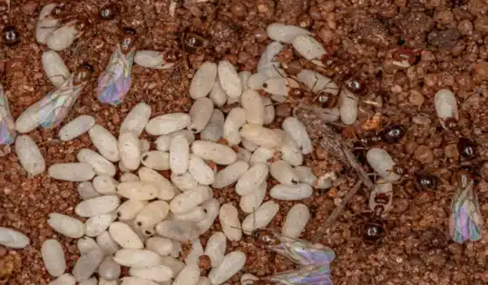 como evitar formigas em seus vasos